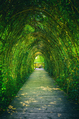 Ivy covered rack becomes a beautiful tunnel