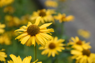 fiori gialli macro petali profumo 