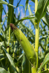 Close-up maize or corn lower part of plant