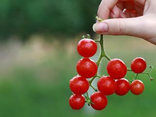 томаты черри