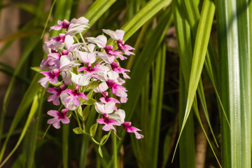 cluster of pink and white orchid flowers