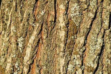 Bark with great pattern