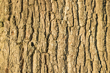 Bark with great pattern