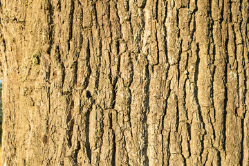 Bark with great pattern