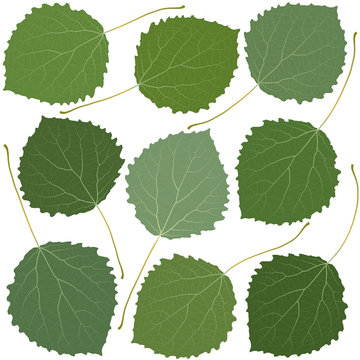 green leaves aspen