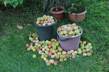 Baskets of apples in the backyard of the rural house.