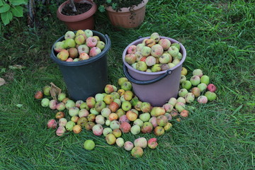 Baskets of apples in the backyard of the rural house.