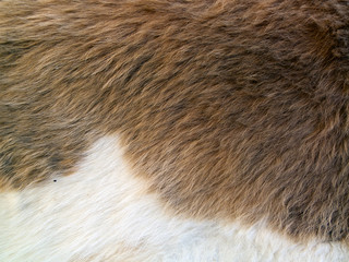 Close up of brown  skinned goat fur with white details