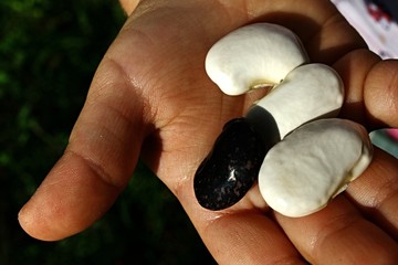 Child hand holding three white and one violet scarlet runner beans (phaesolus coccineus).