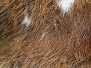 Close up of brown  skinned goat fur with white details - 89800297