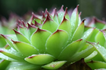 Fototapeta premium Sempervivum