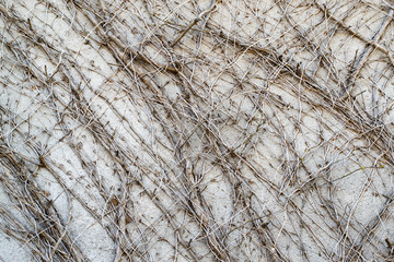dry vine on the wall