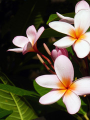Plumeria