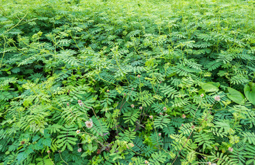 Sensitive plant forest