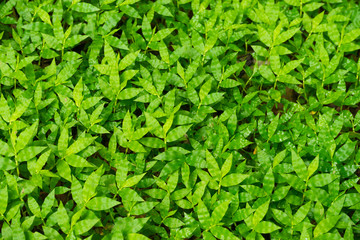 Green Grass Green leaf 1