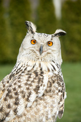 Siberian owl staring at camera.