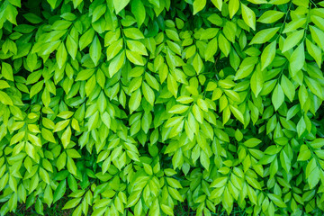 green leaf background 1
