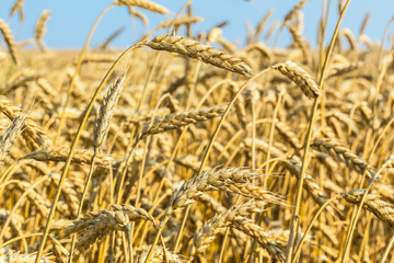 Golden ears of wheat in the field, macro