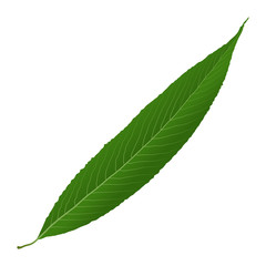 willow leaf