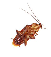 Cockroach on white background