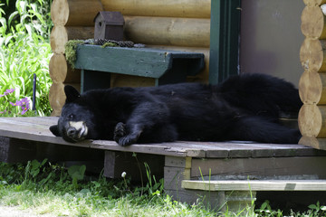 Black bear laying on cabin porch