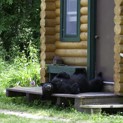 Black bear on cabin porch