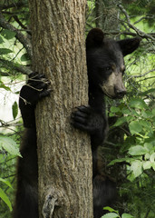 Bear peeking out from behind tree © Coy St. Clair