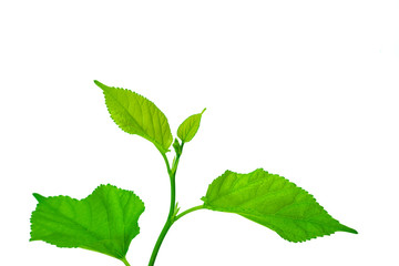 Naklejka na ściany i meble green leaf on a white 3
