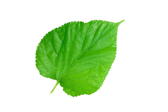 green leaf on a white 1