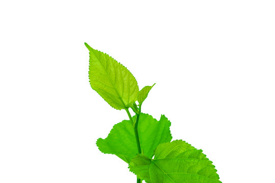 green leaf on a white 4