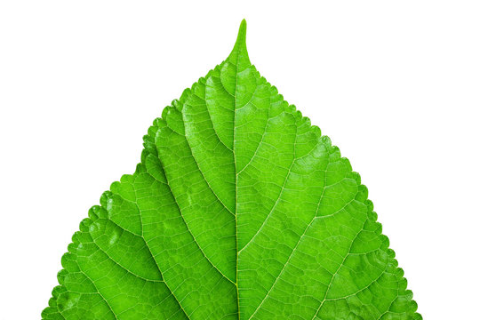 green leaf on a white 5