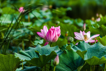 Obraz na płótnie Canvas Lotus in China