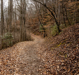 Trail at Great Smoky Mountains National Park