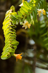 Dendrobium ellipsophyllum is beautiful flower and have white, ye