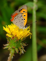 colorful wings on the dandelion flower