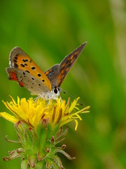 colorful wings on the dandelion flower #2