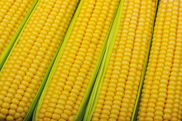 corn cob between green leaves