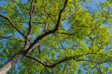 GREEN LEAF BACKGROUND and  blue sky.