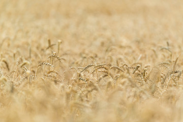 Golden Wheat Field