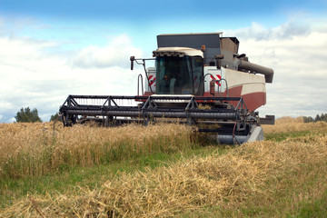Fototapeta premium Grain rotary agricultural machine harvests on field in summer day. Photo closeup