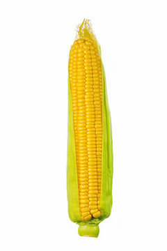 ear of corn isolated