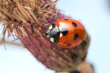 Seven spot Ladybug, Coccinella septempunctata on thistle