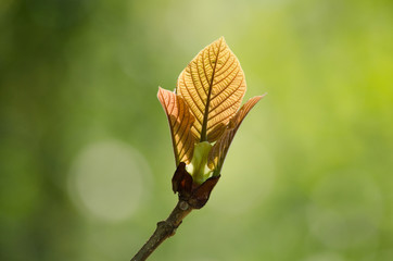 GREEN LEAF BACKGROUND and  blue sky.