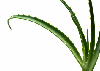 aloe vera leaves © LanaK