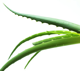 aloe vera leaves