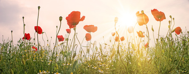 Mohnblumen Feld Panorama