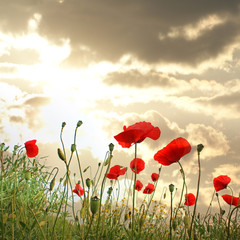 Obraz premium Feld mit roten Mohnblumen im Sommer