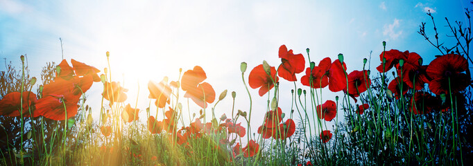 Mohnblumen Feld Panorama