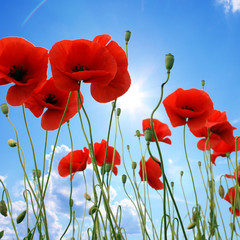 Obraz premium Feld mit roten Mohnblumen im Sommer