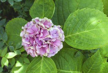 Hydrangea flower in natural light